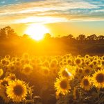 The Smarter Path to Finding Your Next Opportunity